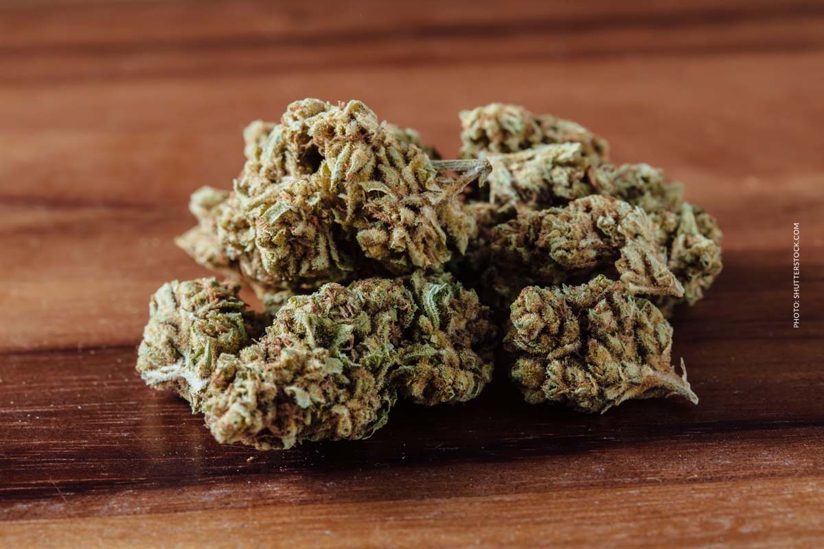 Orange Bud: Sorte, Aroma & THC Gehalt
